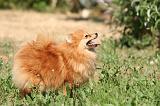 SPITZ ALLEMAND 456